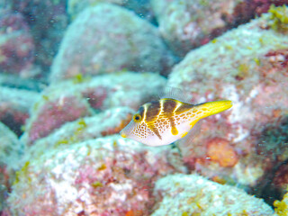 ブイを住処にする可愛いノコギリハギ（カワハギ科）幼魚他。
英名学名：Black-saddle leatherjacket (Paraluteres prionurus) 
静岡県伊豆半島賀茂郡南伊豆町中木ヒリゾ浜2024年
