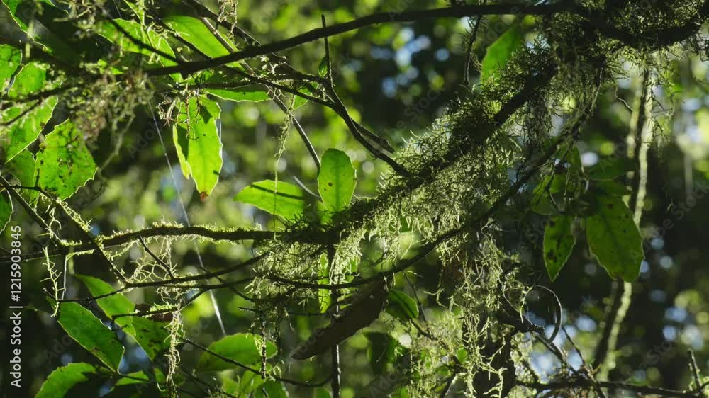 Poster close-up of vibrant moss growing on a tree with sunlight filtering through the branches, creating a 