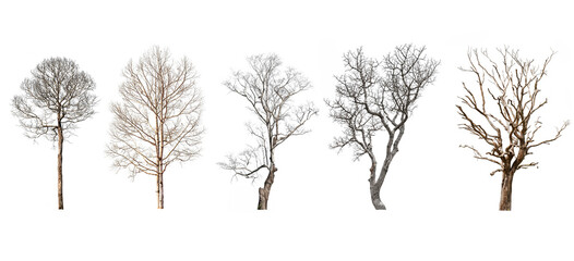 Five dead tree or dry tree isolated on white background.