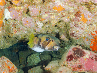 水中洞窟の巨大で美しいヒトヅラハリセンボン（ハリセンボン科）、ナミマツカサ（イットウダイ科）他。
英名学名：Black-blotched Porcupinefish, Diodon liturosus
Bigscale soldierfish, Myripristis kochiensis
静岡県伊豆半島賀茂郡南伊豆町中木ヒリゾ浜2024年
