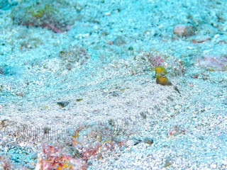 美しいトゲダルマガレイ（カレイ目）。
英名学名：Leopard flounder, Bothus...