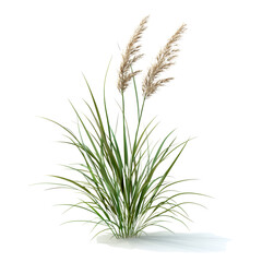 Elegant Pampas Grass on a White Background Isolated on transparent background