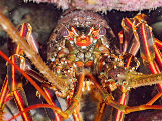 水中洞窟にいる美しく大きなイセエビ（イセエビ科）。
英名学名：Japanese Spiny Lobster, Spiny Lobster (Panulirus japonicus)
静岡県伊豆半島賀茂郡南伊豆町中木ヒリゾ浜2024年
