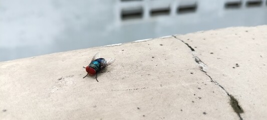 flies that landed on the walls of my house
