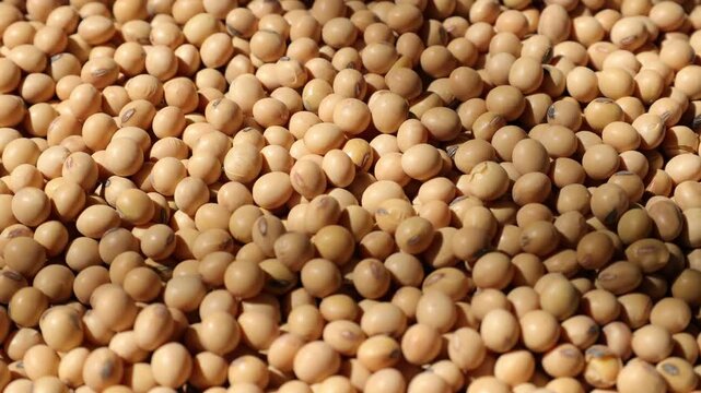 Closeup of a soy, soybeans seeds on a plate, yellow dry soybeans, soy background, beans texture background, yellow seeds, dry beans 