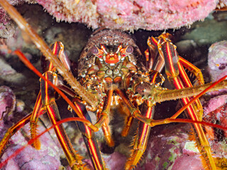 水中洞窟にいる美しく大きなイセエビ（イセエビ科）。
英名学名：Japanese Spiny Lobster, Spiny Lobster (Panulirus japonicus)
静岡県伊豆半島賀茂郡南伊豆町中木ヒリゾ浜2024年
