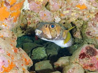 水中洞窟の巨大で美しいヒトヅラハリセンボン（ハリセンボン科）、ナミマツカサ（イットウダイ科）他。
英名学名：Black-blotched Porcupinefish, Diodon liturosus
Bigscale soldierfish, Myripristis kochiensis
静岡県伊豆半島賀茂郡南伊豆町中木ヒリゾ浜2024年
