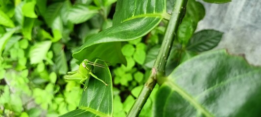 green grasshoppers perched on orange leaves