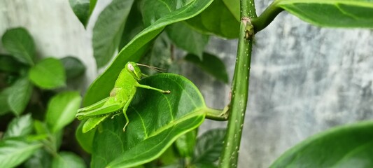 green grasshoppers perched on orange leaves