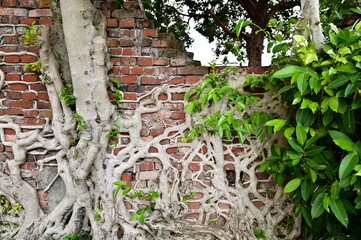 Over time, the banyan tree’s roots have embedded themselves within the cracks of the red brick...