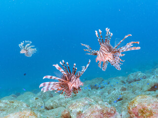 トリオの
美しく大きなハナミノカサゴ（ミノカサゴ亜科）他。
英名学名：Red Lionfish (Pterois volitans)
岩場に集まる、美しいソラスズメダイ（スズメダイ科）他の群れ。
英名学名：Heavenly Damselfish (Pomacentrus coelestis)
静岡県伊豆半島賀茂郡南伊豆町中木ヒリゾ浜2024年
