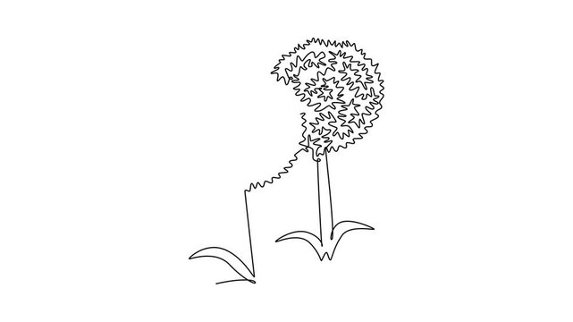 Animated self drawing of continuous line draw beauty fresh allium giganteum for home decor wall art poster print. Decorative globemaster flower for floral card frame. Full length single line animation