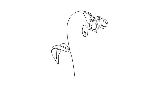 Self drawing animation of single line draw beauty fresh symphytum for garden logo icon. Decorative comfrey flower concept for floral invitation card frame. Continuous line draw. Full length animated