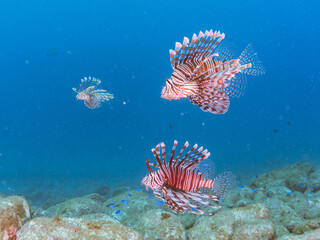 トリオの
美しく大きなハナミノカサゴ（ミノカサゴ亜科）他。
英名学名：Red Lionfish (Pterois volitans)
岩場に集まる、美しいソラスズメダイ（スズメダイ科）他の群れ。
英名学名：Heavenly Damselfish (Pomacentrus coelestis)
静岡県伊豆半島賀茂郡南伊豆町中木ヒリゾ浜2024年
