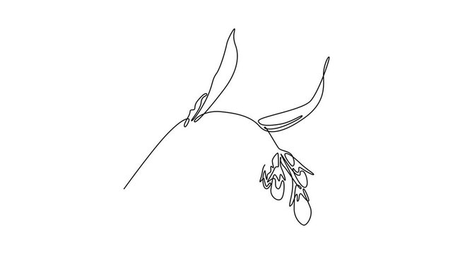 Self drawing animation single line draw beauty fresh symphytum garden logo icon template. Decorative comfrey flower concept for floral invitation card frame. Continuous line draw. Full length animated