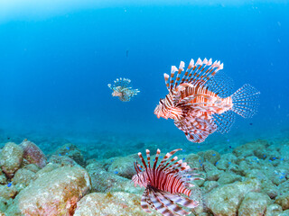 トリオの
美しく大きなハナミノカサゴ（ミノカサゴ亜科）他。
英名学名：Red Lionfish (Pterois volitans)
岩場に集まる、美しいソラスズメダイ（スズメダイ科）他の群れ。
英名学名：Heavenly Damselfish (Pomacentrus coelestis)
静岡県伊豆半島賀茂郡南伊豆町中木ヒリゾ浜2024年
