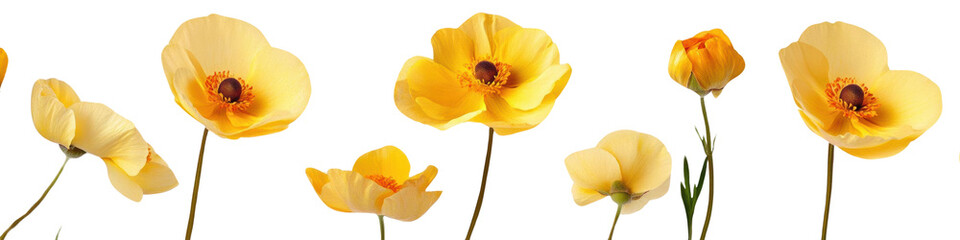 Realistic botanical illustration for Easter cards. Set of yellow poppies isolated on transparent background.