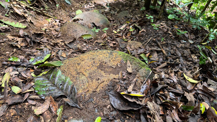 Rustic stones in a shaded forest with dim natural lighting