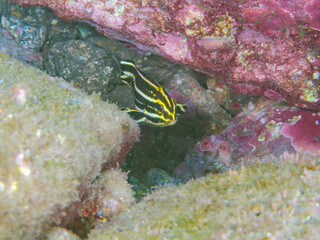 くねくね泳ぐ、可愛いヒレグロコショウダイ（イサキ科）の幼魚。
英名学名：Lesson's thicklip (Plectorhinchus lessonii) 
静岡県伊豆半島賀茂郡南伊豆町中木ヒリゾ浜2024年
