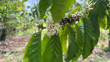 Coffea arabica flowers