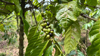 Green coffee cherries and dense foliage on a coffee plant