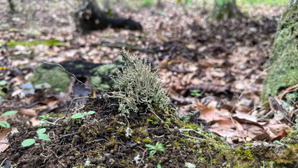 Lichen growing on a damp soil mound in a shaded forest