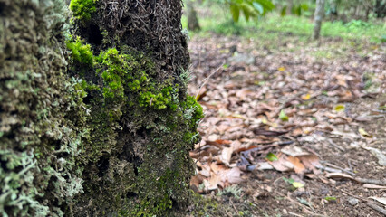moss on tree