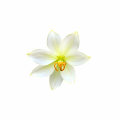 Naklejka premium Dwarf -yang flower blooming in the garden on the white background