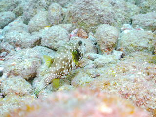 大きく美しいサザナミフグ（フグ科）他
英名学名：White-spotted puffer (Arothron hispidus)
静岡県伊豆半島賀茂郡南伊豆町中木ヒリゾ浜2024年
