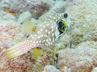 大きく美しいサザナミフグ（フグ科）他
英名学名：White-spotted puffer...