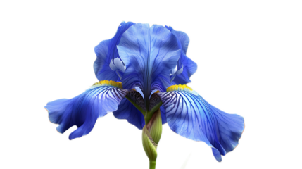A rich blue iris flower against a transparent background.