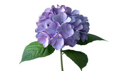 A rich purple hydrangea flower against a transparent background.