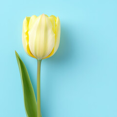 single yellow tulip bloom with smooth stem against blue background