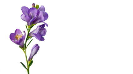 A rich purple freesia flower against a transparent background.