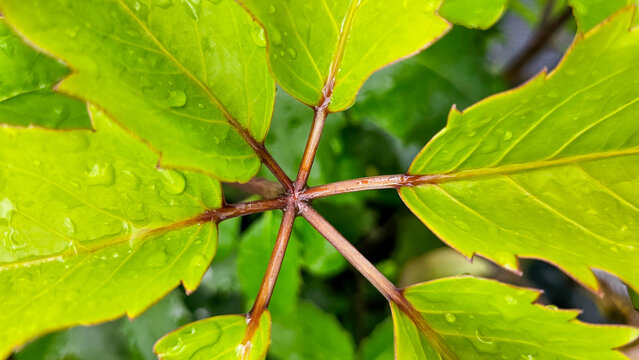 Leaves of whauwhaupaku, New Zealand Aotearoa native five-finger plant
