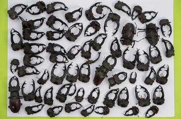 Lucanus cervus, known as the European stag beetle