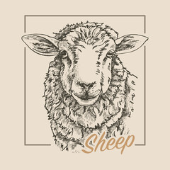 Head of a sheep, illustration in the style of a medieval engraving