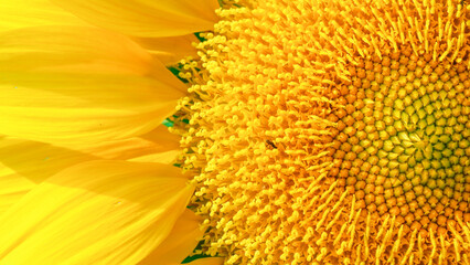 A vibrant close-up of a sunflower showcases its intricate spiral seed pattern and bright yellow petals, with subtle natural details like a small insect.