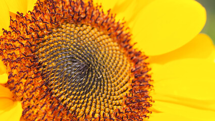 A vibrant sunflower with a dark center, fiery red accents, and bright yellow petals, showcasing intricate seed details.