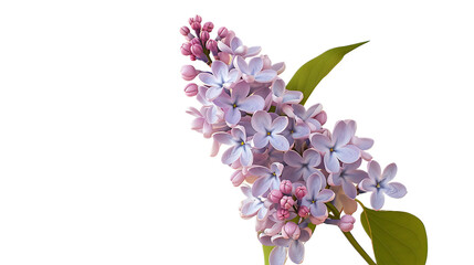Fototapeta premium A soft lavender lilac flower against a transparent background.