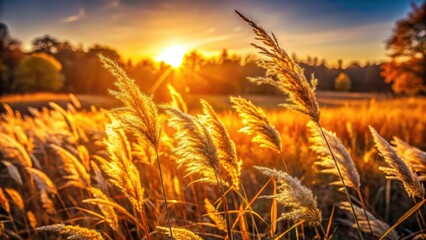 Golden hour paints dried grasses in warm hues, creating a captivating autumn sunset portrait.