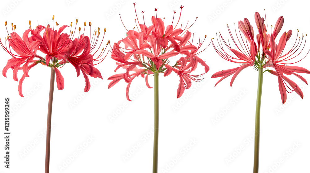 Poster red flowers collection on a transparent background generative ai
