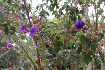 Flores en su habitad