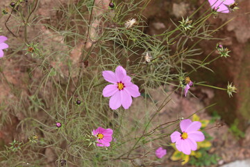 Flores en su habitad