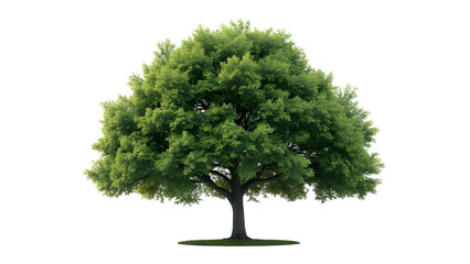 Green tree isolated on transparent background. Tree png or cut out