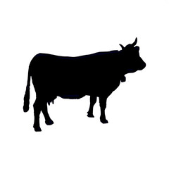 silhouette of a bull