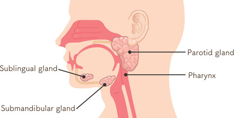 耳下腺・唾液腺・舌下腺のイラスト
submandibular gland,sublingual gland,parotid gland