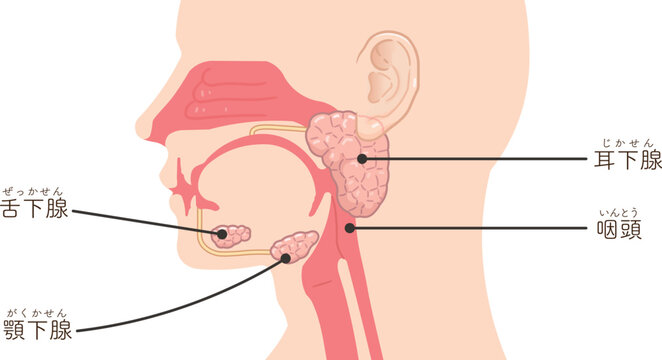 耳下腺・唾液腺・舌下腺のイラスト
submandibular gland,sublingual gland,parotid gland