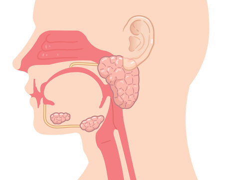 耳下腺・唾液腺・舌下腺のイラスト
submandibular gland,sublingual gland,parotid gland