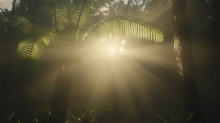 Sunbeams Illuminate Misty Tropical Forest Scene